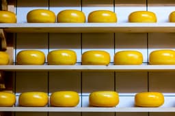 Gouda